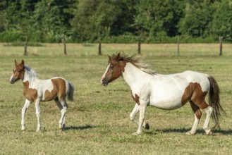 A merrie en haar jonge willen lopen samen door een groen weiland. De zon schijnt helder op het