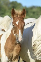 Een jong veulen staat trots tussen volwassen paarden in een groene weide. The zones are aligned