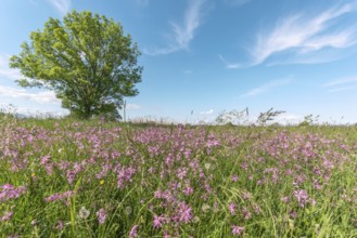 A wide open field with small flowers stretches out under a bright blue light. An enkele groene boom