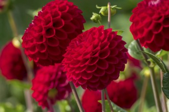 Dahlia (Dahlia), North Rhine-Westphalia, Germany