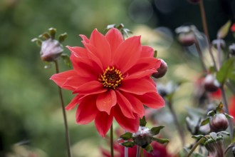 Red Dahlia (Dahlia), North Rhine-Westphalia, Germany