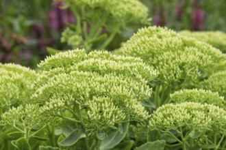 Green sedum plants with dense leaves in a garden full of vibrancy, stonecrop, MÃ¼nsterland, North