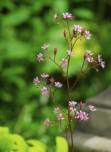 Porcelain flower (Saxifraga Ã— urbium), flower, MÃ¼nsterland, North Rhine-Westphalia, Germany