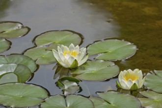 European white water lily (Nymphaea alba), MÃ¼nsterland, North Rhine-Westphalia, Germany