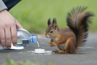 Human hand pouring water from a plastic bottle into a bottle cap for a thirsty red squirrel during