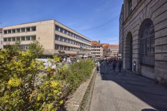 Pedestrian zone, flower bed, common mahonia (Mahonia aquifolium), general architecture, wall,