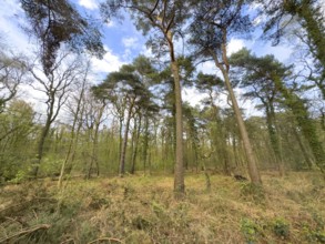Dry whale ground with scattered pines, Germany