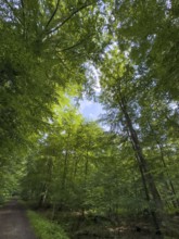 Shady shady trees with green leaves in mixed forest, Germany