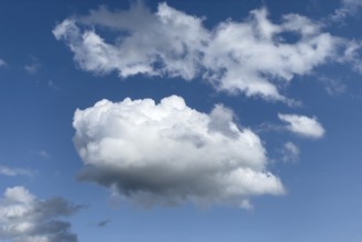 White clouds below altocumulus above ripping stratocumulus in front of blue sky. international