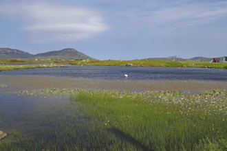 Shallow lagoon with grassy shores and water lilies, framed by hills under a sunny sky, Outer