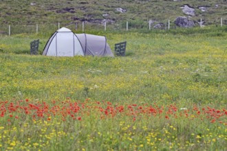 A tent stands in the middle of a colourful meadow of flowers on a green field in the open air,