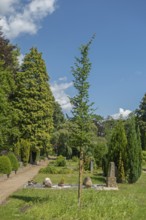 Under-tree burial, resting place, accessible place, Lutheran cemetery, Heisfelder StraÃŸe, Leer,
