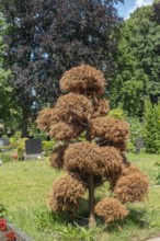 Drought, dried out thuja tree, green area, Lutheran cemetery, Heisfelder StraÃŸe, Leer, East