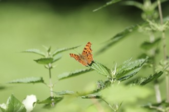 C-moth (Polygonia c-album), stinging nettles (Urtica), wings, coloured, green, orange, nature, The
