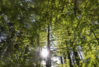 Hornbeam, Carpinus betulus, beech forest with green leaves in the sun, Upper Austria, Austria
