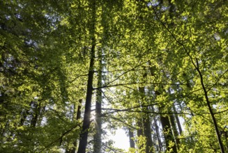 Hornbeam, Carpinus betulus, beech forest with green leaves in the sun, Upper Austria, Austria