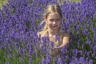 Blonde girl, 9 years old, picking blooming lavender in Köpingebro, Ystad Municipality, SkÃ¥ne