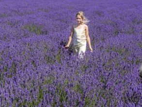 Blonde girl, 9 years old, walking in blooming lavender field in Köpingebro, Ystad Municipality,