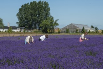 Workers in blooming lavender fields in Köpingebro, Ystad Municipality, SkÃ¥ne County, Sweden,