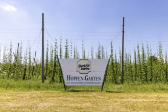 Hop garden of the Hochdorfer Kronenbrauerei brewery. Hop growing in the HeckengÃ¤u in the northern