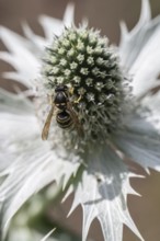 Clay wasp (Ancistrocerus) on ivory man litter (Eryngium giganteum), Emsland, Lower Saxony, Germany