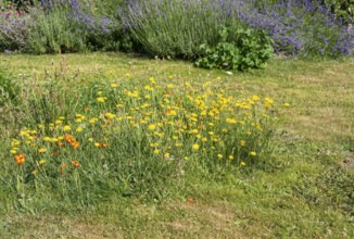 Patch of wildflowers and long grass in mowed garden lawn to encourage bees and butterflies,