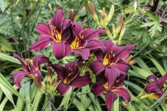 Daylily (Hemerocallis American Revolution), Emsland, Lower Saxony, Germany