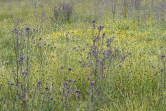 Meadow with thistles (Cirsium), Emsland, Lower Saxony, Germany