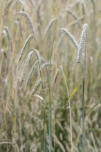 Triticale ears (triticale), Emsland, Lower Saxony, Germany