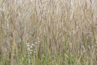 Scentless mayweed (Tripleurospermum inodorum) in front of triticale (Triticale), Emsland, Lower