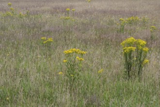 Meadow with ragwort (Senecio jacobaea), Emsland, Lower Saxony, Germany