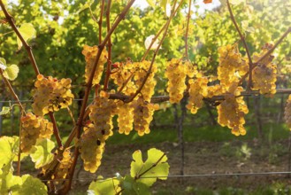 White grapes in the vineyard, Southwest Wine Route, Rhineland-Palatinate, Germany