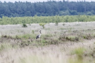 Crane (Grus grus) in the moor, Emsland, Lower Saxony, Germany