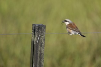 Red-backed shrike (Lanius collurio), Emsland, Lower Saxony, Germany