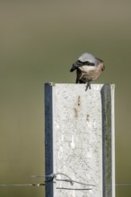 Red-backed shrike (Lanius collurio), Emsland, Lower Saxony, Germany