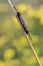 Six-spotted damselfly (Zygaena filipendulae), mating, Emsland, Lower Saxony, Germany