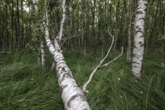 Birch quarry forest (Betula pendula), Emsland, Lower Saxony, Germany