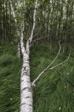 Birch quarry forest (Betula pendula), Emsland, Lower Saxony, Germany