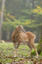 European mouflon (Ovis aries musimon) sheep (female) standing in a forest in autumn, Bavaria,