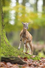 European mouflon (Ovis aries musimon) sheep (female) walking in a forest in autumn, Bavaria,