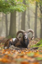 European mouflon (Ovis aries musimon) ram (male) lying in a forest in autumn, Bavaria, Germany