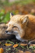 Red fox (Vulpes vulpes) lying in a forest in autumn, portrait, Bavaria, Germany