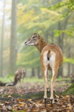 European mouflon (Ovis aries musimon) sheep (female) standing in a forest in autumn, Bavaria,