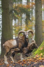 European mouflon (Ovis aries musimon) ram (male) standing in a forest in autumn, Bavaria, Germany