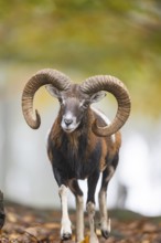 European mouflon (Ovis aries musimon) ram (male) walking in a forest in autumn, Bavaria, Germany