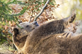 Eurasian Brown Bear (Ursus arctos arctos) lying in a forest, Bavaria, Germany