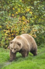 Eurasian Brown Bear (Ursus arctos arctos) walking on a meadow, Bavaria, Germany