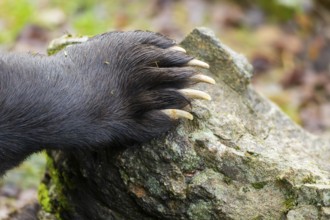 Urasian Brown Bear (Ursus arctos arctos) paw, detail, Bavaria, Germany