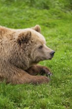 Eurasian Brown Bear (Ursus arctos arctos) lying on a meadow, portrait, Bavaria, Germany