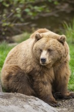 Eurasian Brown Bear (Ursus arctos arctos) sitting, Bavaria, Germany